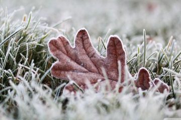 Frozen lawn