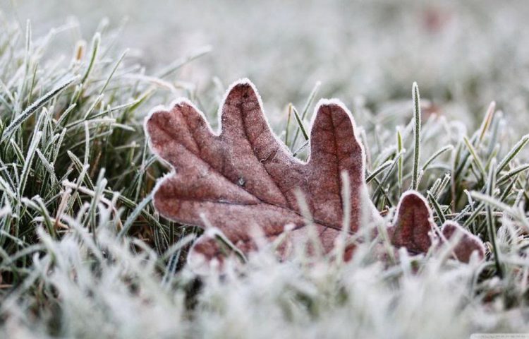 Frozen lawn