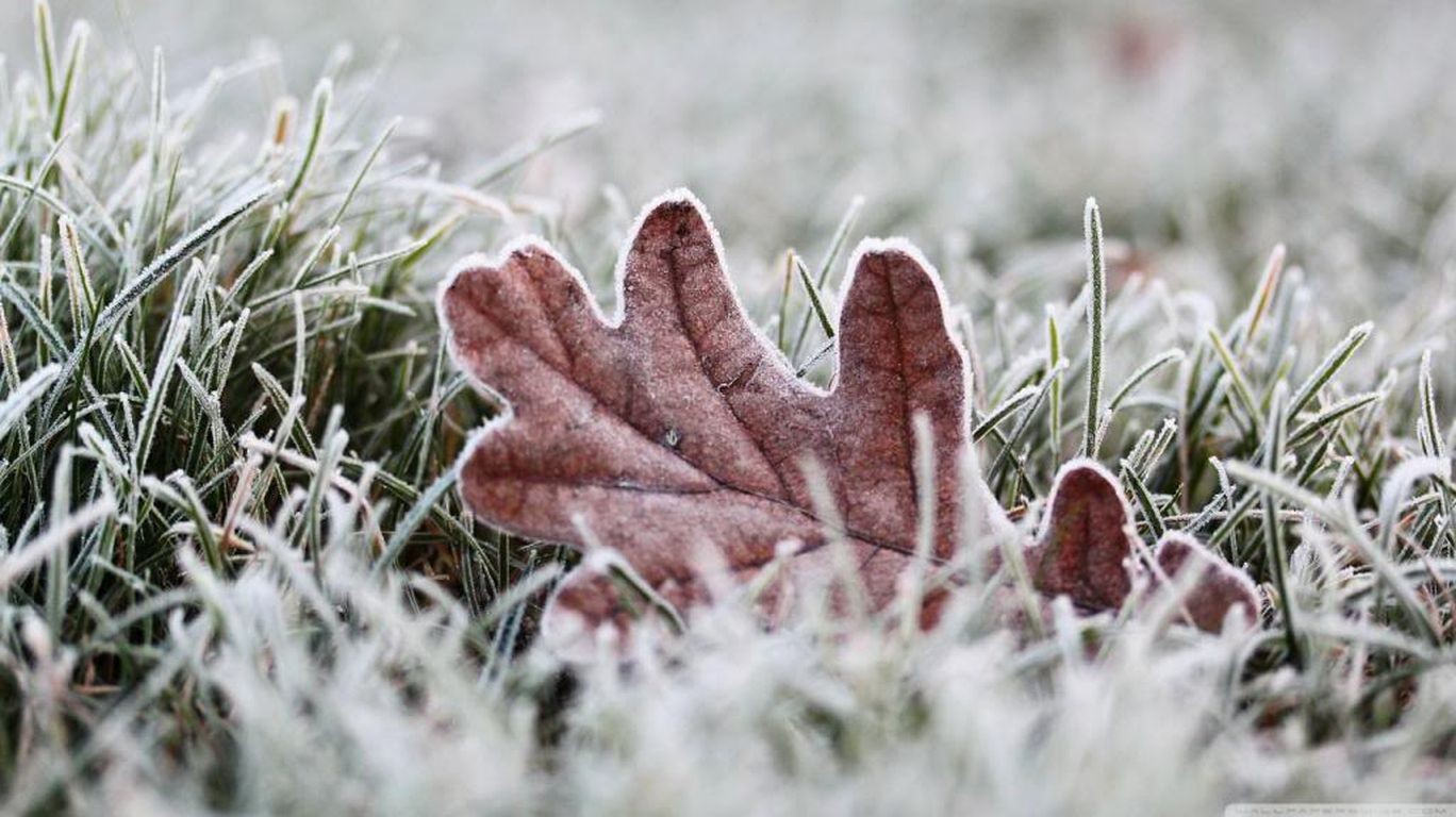 Frozen lawn