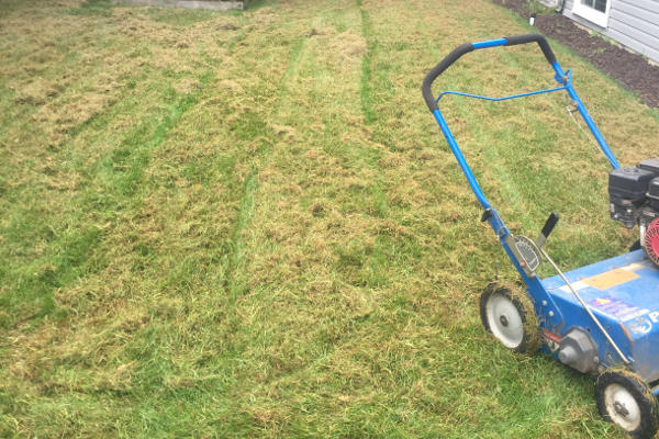 lawn dethatching