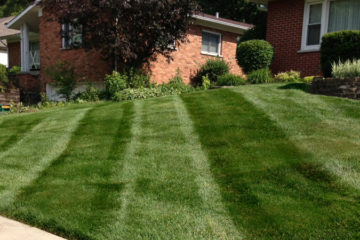 Kentucky bluegrass freshly mowed.