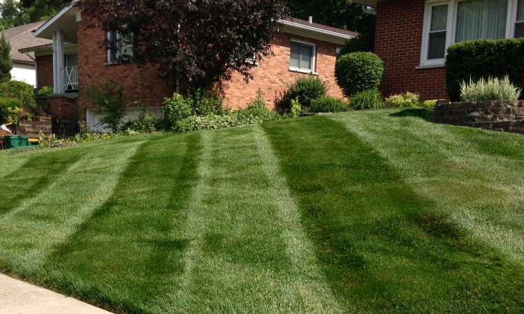 Kentucky bluegrass freshly mowed.