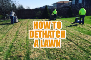 How to dethatch a lawn